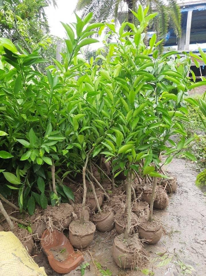 450618501_122156856236221778_3823351871534072091_n