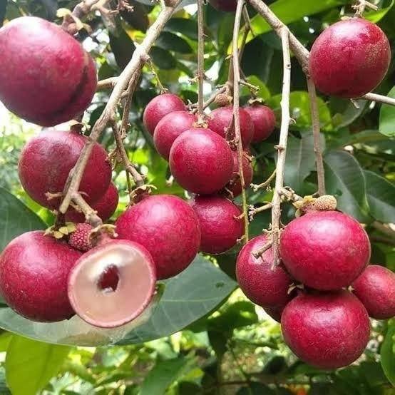 450677272_122157102242221778_2624659783609732726_n