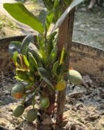 ফলসহ  পিংক কাঁঠাল জিও ব্যাগ