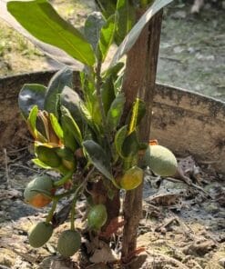 ফলসহ  পিংক কাঁঠাল জিও ব্যাগ