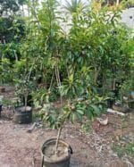 ফলসহ ছবেদা জিও ব্যাগ