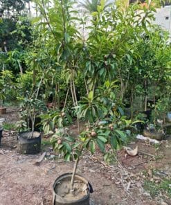 ফলসহ ছবেদা জিও ব্যাগ