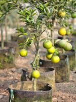 ফলসহ মাল্টা জিও ব্যাগ