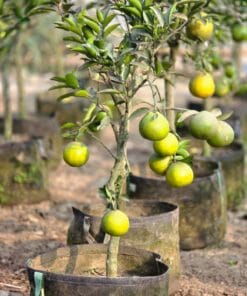 ফলসহ মাল্টা জিও ব্যাগ