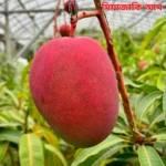 ৫টি আম প্যাকেজ