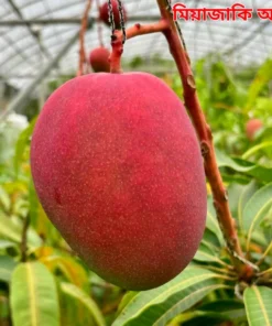 ৫টি আম প্যাকেজ