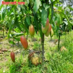 ১০টি আম প্যাকেজ
