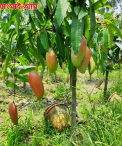 ১০টি আম প্যাকেজ